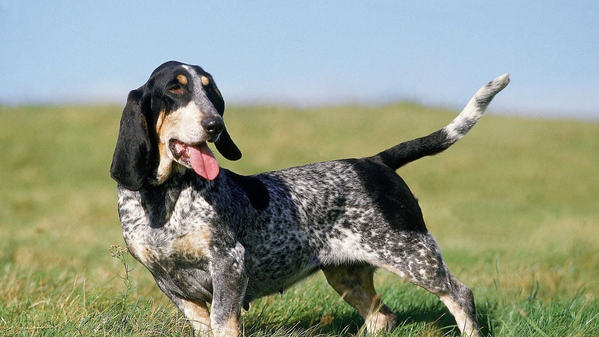 Basset Bleu De Gascogne